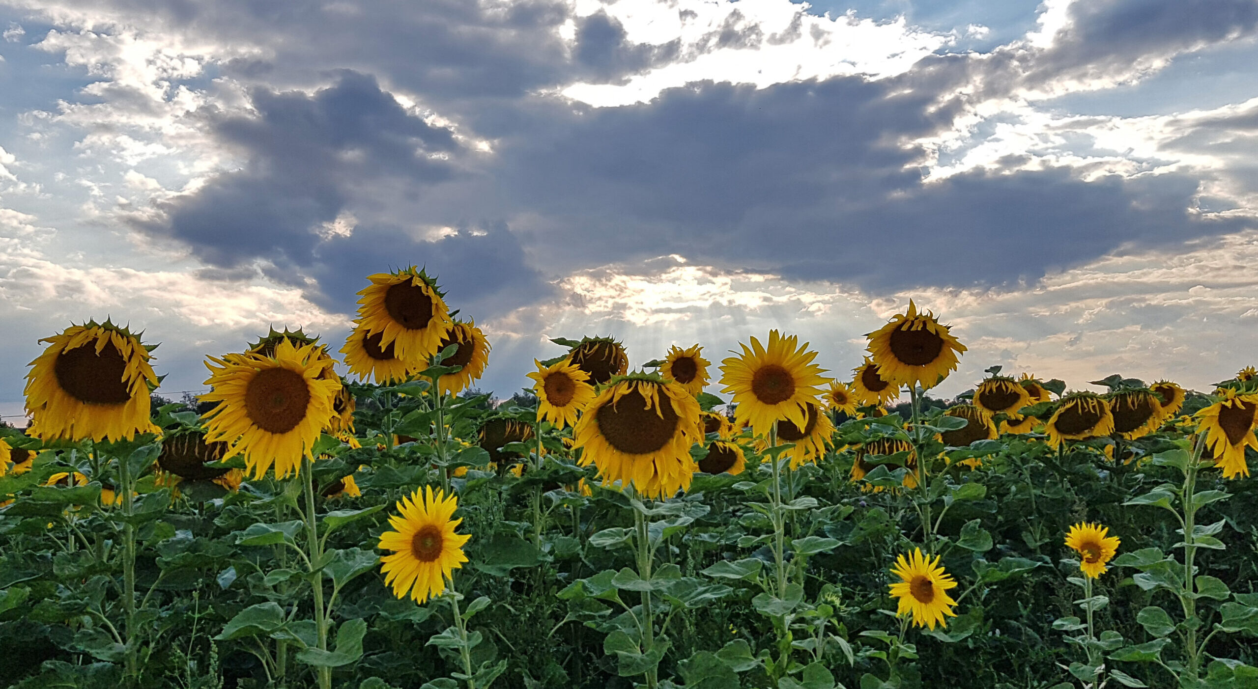 Newsletter des Pfarrverbands gestartet